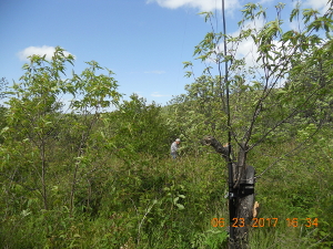 Joe, WA4GIR, mumbling about briars and stringing antenna